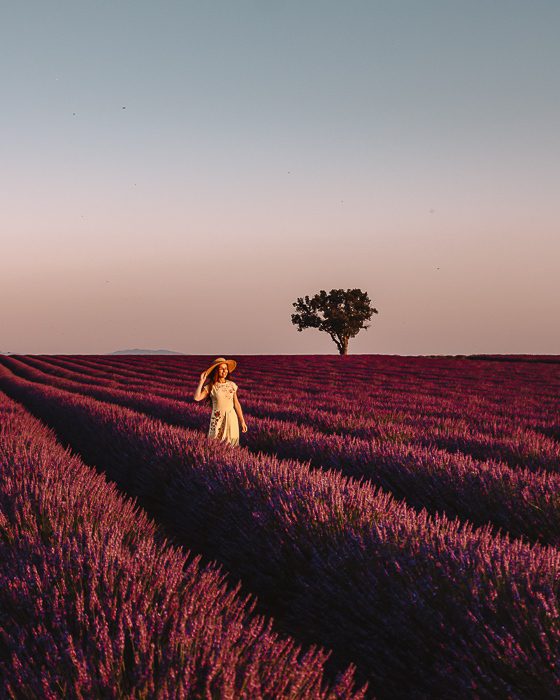 Provence sunset in the lavender fields by Dancing the Earth