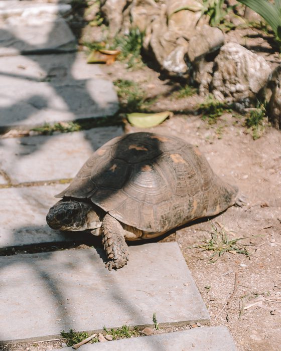 Turtle in San Fruttuoso