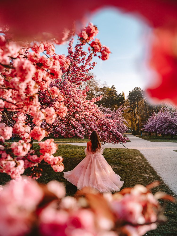 Paris Spring Parc de Sceaux cherry blossoms frame, by Dancing the Earth