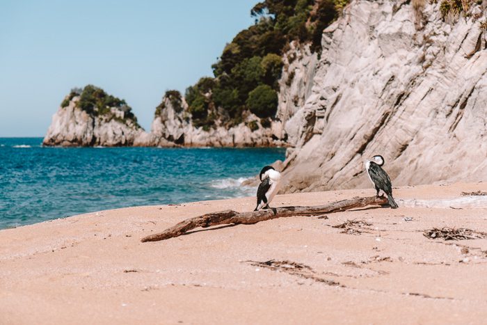 Abel Tasman, shags on the beach, Dancing the Earth